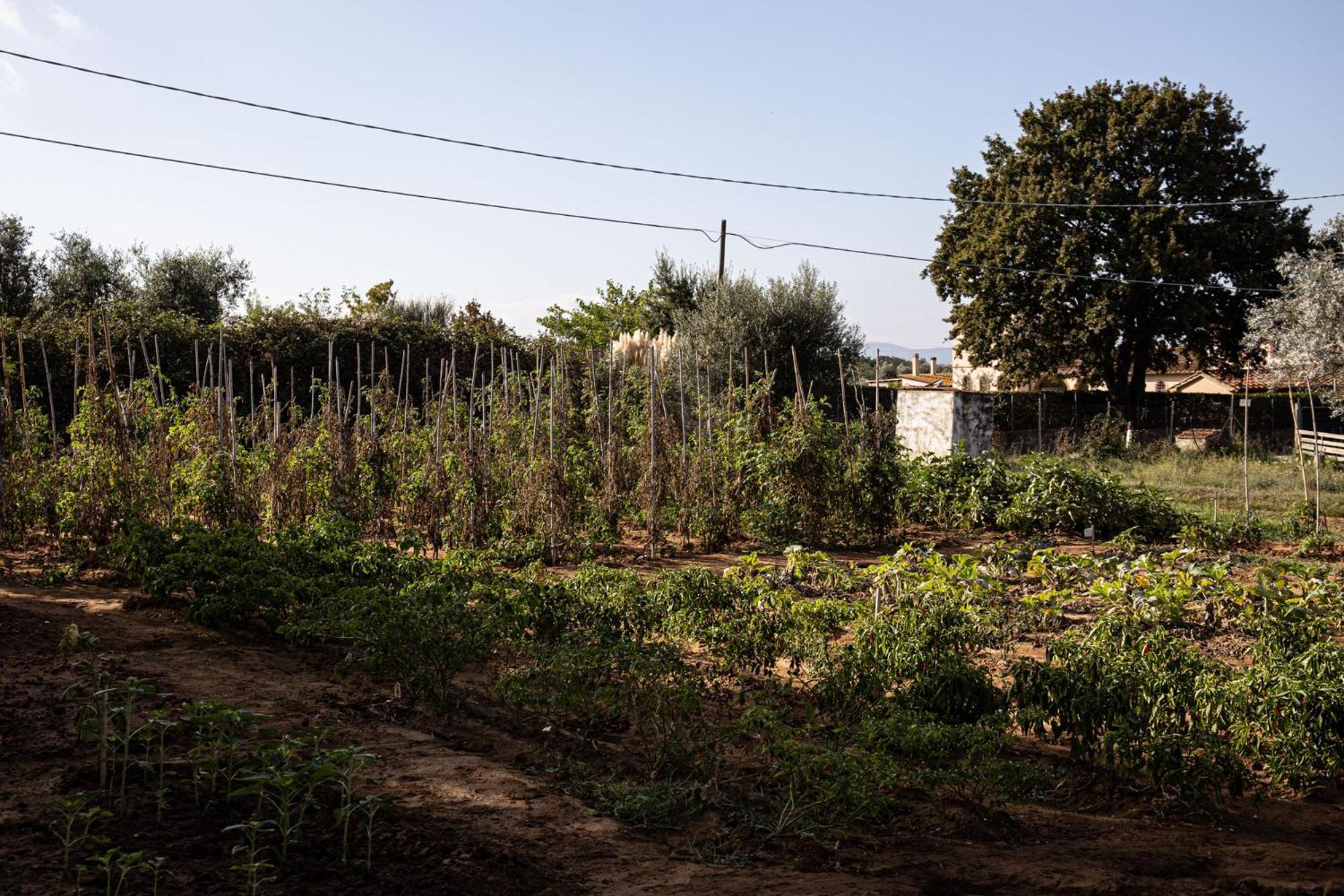 Agriturismo Podere L'Agave ซานวินเชนโซ ภายนอก รูปภาพ