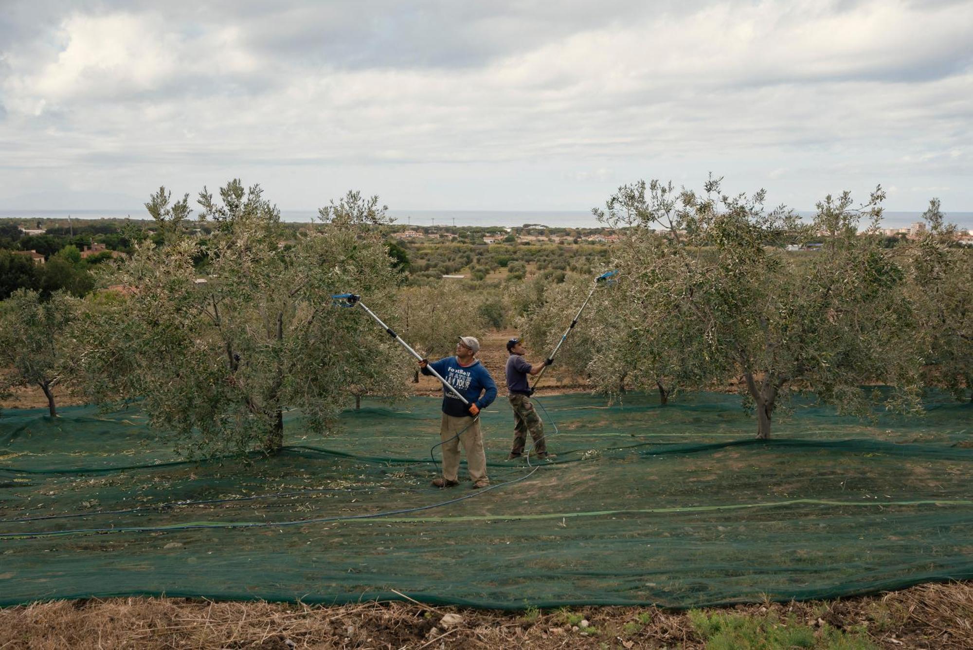 Agriturismo Podere L'Agave ซานวินเชนโซ ภายนอก รูปภาพ